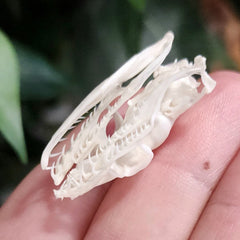 Snake Skull, Unidentified