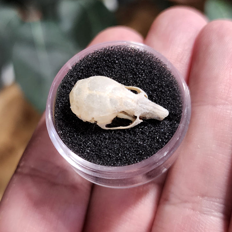 Mouse Skulls (No Jaw)