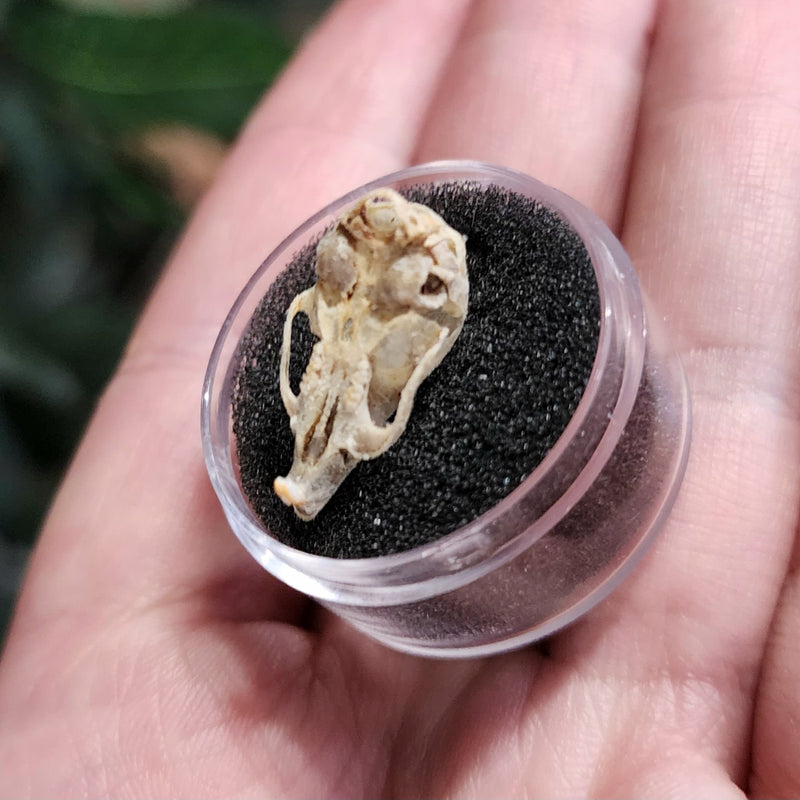 Mouse Skulls (No Jaw)