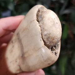 Walrus Tusk, Ocean-Worn A, 5