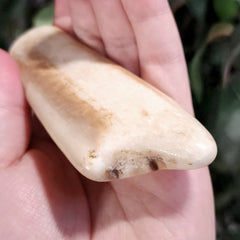 Walrus Tusk, Ocean-Worn B, 4.5