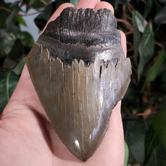 Megalodon Tooth E (4