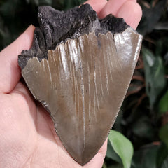 Megalodon Tooth E (4