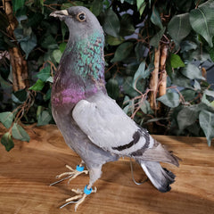 Pigeon Taxidermy (Ex-Museum)