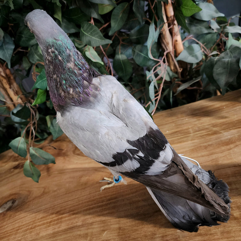 Pigeon Taxidermy (Ex-Museum)