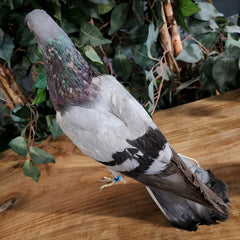 Pigeon Taxidermy (Ex-Museum)