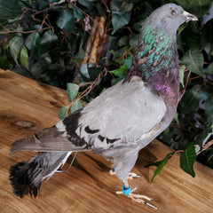 Pigeon Taxidermy (Ex-Museum)