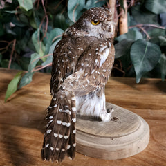Pearl-Spotted Owlet Taxidermy (Ex-Museum)