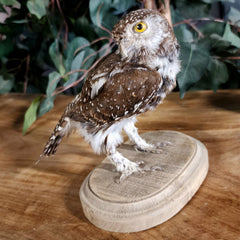 Pearl-Spotted Owlet Taxidermy (Ex-Museum)