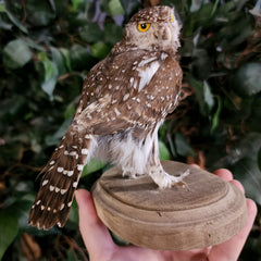 Pearl-Spotted Owlet Taxidermy (Ex-Museum)
