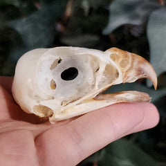 Black Sparrowhawk Skulls (Ex-Museum)