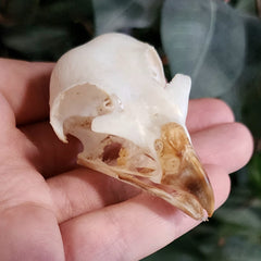 Black Sparrowhawk Skulls (Ex-Museum)