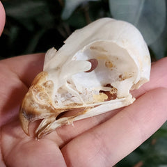Black Sparrowhawk Skulls (Ex-Museum)