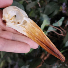 African Hamerkop Skulls (Ex-Museum)
