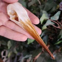 African Hamerkop Skulls (Ex-Museum)
