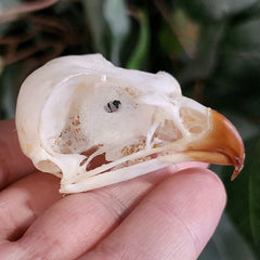 African Rock Kestrel Skull (Ex-Museum)