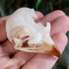 African Rock Kestrel Skull (Ex-Museum)