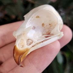 African Rock Kestrel Skull (Ex-Museum)