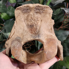Bear Fossil Skull (Ex-Museum)