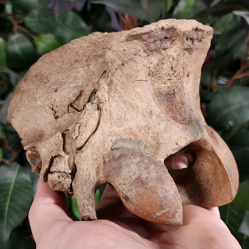 Bear Fossil Skull (Ex-Museum)