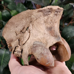 Bear Fossil Skull (Ex-Museum)