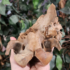 Bear Fossil Skull (Ex-Museum)