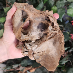 Bear Fossil Skull (Ex-Museum)