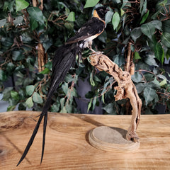 Long-Tailed Whydah Bird Taxidermy