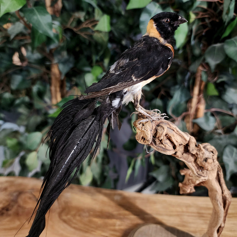 Long-Tailed Whydah Bird Taxidermy