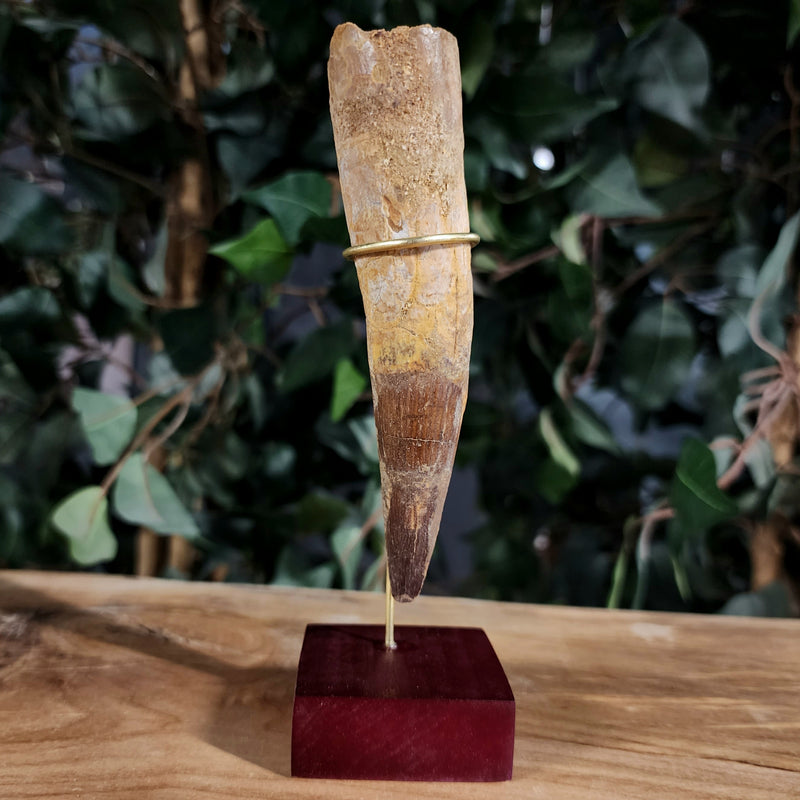 Spinosaurus Dinosaur Tooth XXL, G (5")