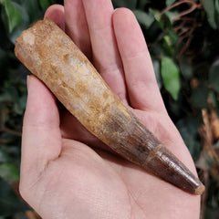 Spinosaurus Dinosaur Tooth XXL, G (5