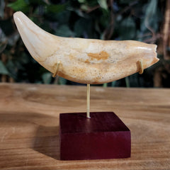 Cavebear Canine Tooth (On Stand) A