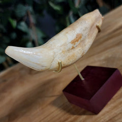 Cavebear Canine Tooth (On Stand) A