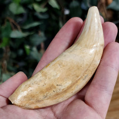 Cavebear Canine Tooth (On Stand) A