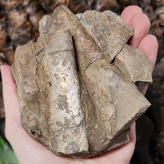 Baculites Compressus Fossil E (Ex-Museum)