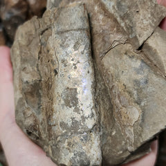 Baculites Compressus Fossil E (Ex-Museum)