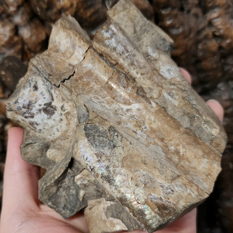 Baculites Compressus Fossil E (Ex-Museum)