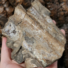 Baculites Compressus Fossil E (Ex-Museum)