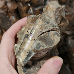 Baculites Compressus Fossil E (Ex-Museum)