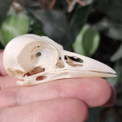 Eurasian Magpie Skull A