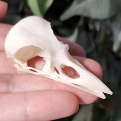 Eurasian Magpie Skull A