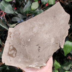 Fossil Insects Plate, Green River (Ex-Museum)
