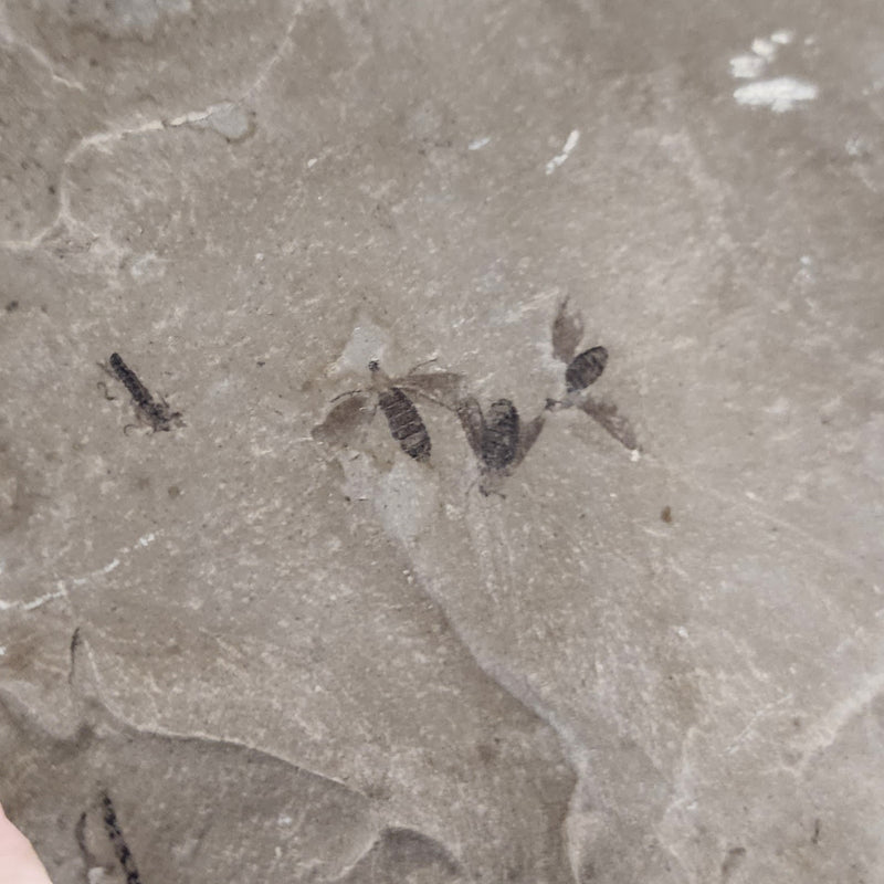 Fossil Insects Plate, Green River (Ex-Museum)