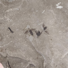 Fossil Insects Plate, Green River (Ex-Museum)