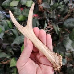 Roe Deer Antler, A