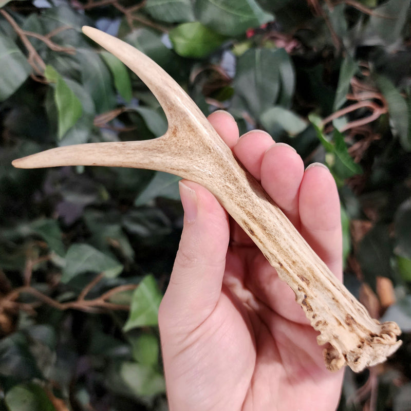 Roe Deer Antler, A