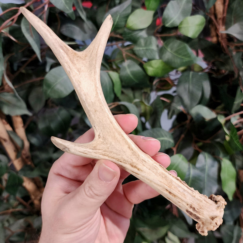 Roe Deer Antler, B