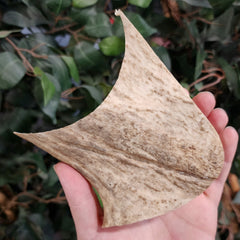 Moose Antler Segment