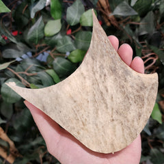 Moose Antler Segment
