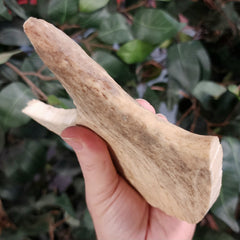 Moose Antler Segment